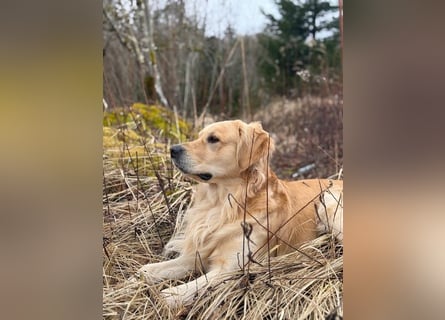 Golden Retriever Deckrüde
