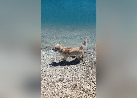 Golden Retriever Deckrüde