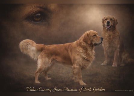 Dark Golden Retriever Welpen aus Championverpaarung