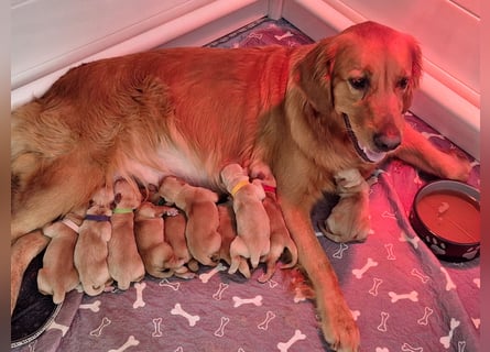 Dark Golden Retriever Welpen aus Championverpaarung