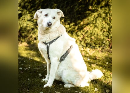 Brix - will geliebt werden - Tierhilfe Franken e.V.