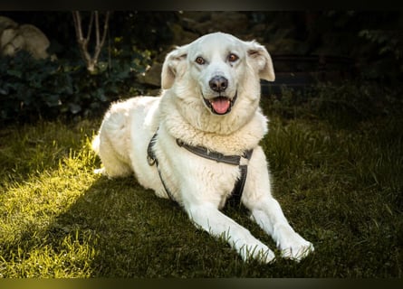 Brix - will geliebt werden - Tierhilfe Franken e.V.