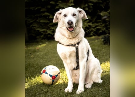 Brix - will geliebt werden - Tierhilfe Franken e.V.