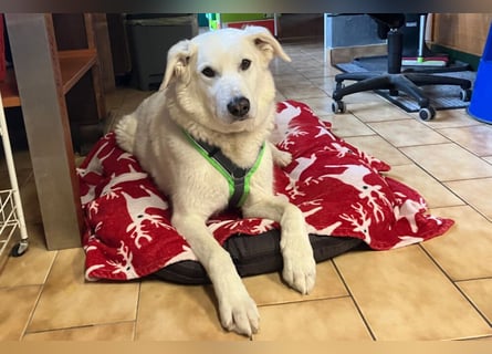 Brix - will geliebt werden - Tierhilfe Franken e.V.