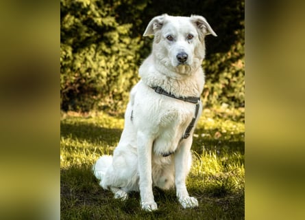 Brix - will geliebt werden - Tierhilfe Franken e.V.