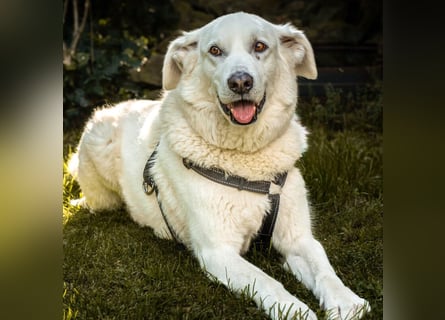 Brix - will geliebt werden - Tierhilfe Franken e.V.