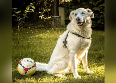 Brix - will geliebt werden - Tierhilfe Franken e.V.