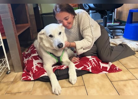 Brix - will geliebt werden - Tierhilfe Franken e.V.