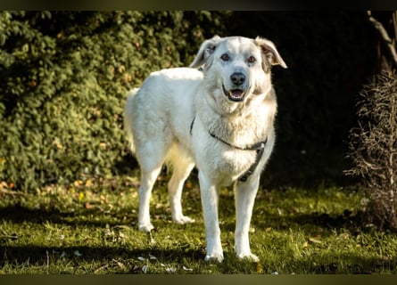 Brix - will geliebt werden - Tierhilfe Franken e.V.