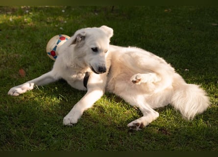 Brix - will geliebt werden - Tierhilfe Franken e.V.