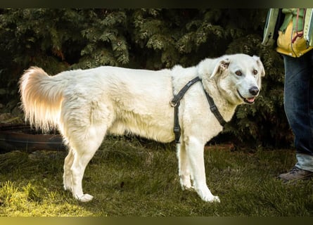 Brix - will geliebt werden - Tierhilfe Franken e.V.