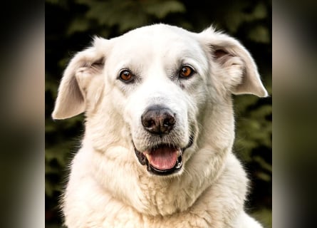 Brix - will geliebt werden - Tierhilfe Franken e.V.