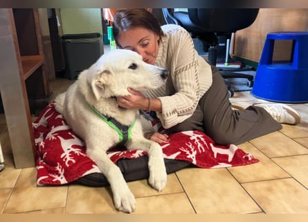 Brix - will geliebt werden - Tierhilfe Franken e.V.