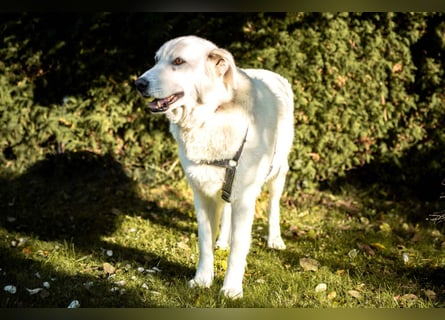 Brix - will geliebt werden - Tierhilfe Franken e.V.