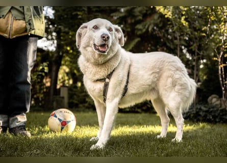 Brix - will geliebt werden - Tierhilfe Franken e.V.