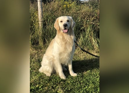 Golden Retriever Deckrüde Anton