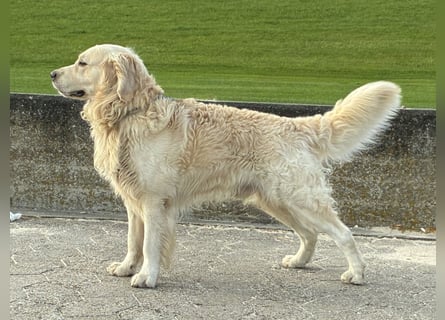 Golden Retriever Deckrüde Anton