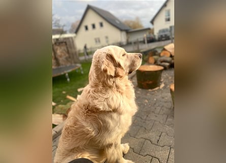 Golden Retriever Deckrüde Anton