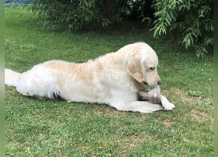 Golden Retriever Deckrüde Anton
