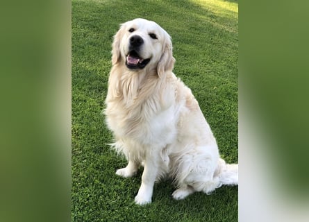 Golden Retriever Deckrüde Anton