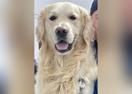 Golden Retriever Deckrüde Anton
