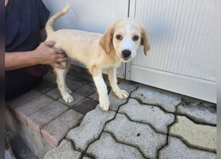 Rosalba: 5 Zwerge suchen ein Zuhause
