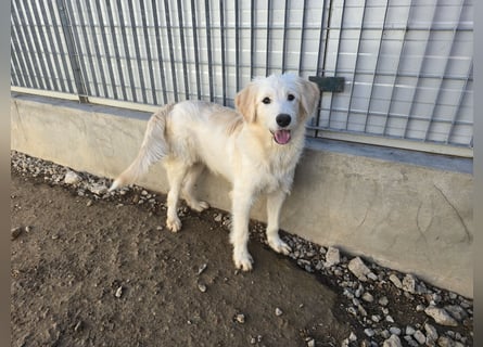 Nicolino: Mini-Retriever verzaubert mit guter Launr