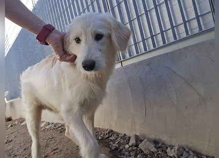 Nicolino: Mini-Retriever verzaubert mit guter Launr