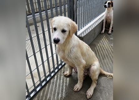 Pallino: verloren im Tierheim