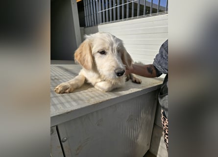 Nicolino: Mini-Retriever verzaubert mit guter Launr