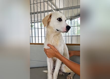 Pallino: verloren im Tierheim