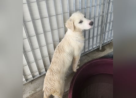 Pallino: verloren im Tierheim