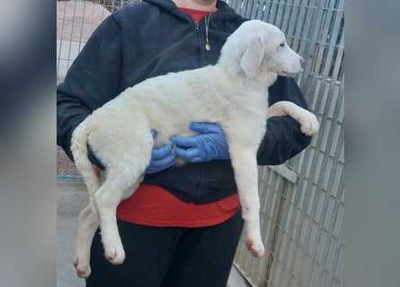 Biba: so klein und so allein