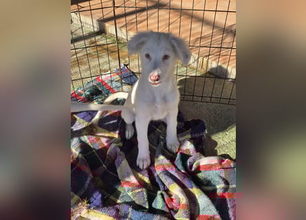 Monia und Mara: zwei Engel mit Plüschohren