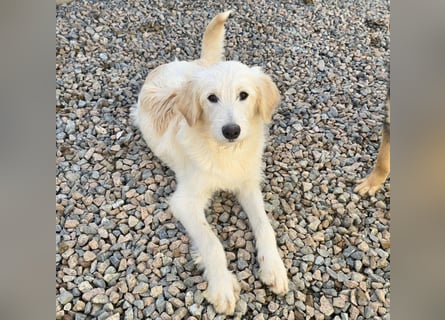 Nicolino: Mini-Retriever verzaubert mit seinem Wesen