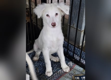 Monia und Mara: zwei Engel mit Plüschohren