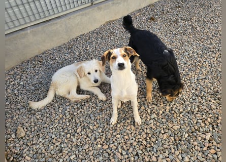 Nicolino: Mini-Retriever verzaubert mit guter Laune