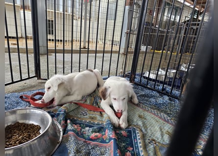 Monia und Mara: zwei Engel mit Plüschohren