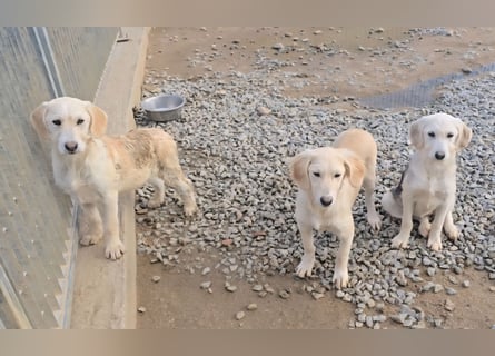 Cianbella: Schlappohren zum Liebhaben