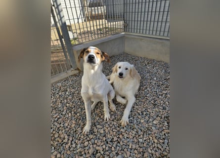 Nicolino: Mini-Retriever verzaubert mit seinem Wesen