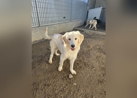 Nicolino: Mini-Retriever verzaubert mit guter Laune