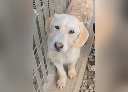 Cianbella: Schlappohren zum Liebhaben