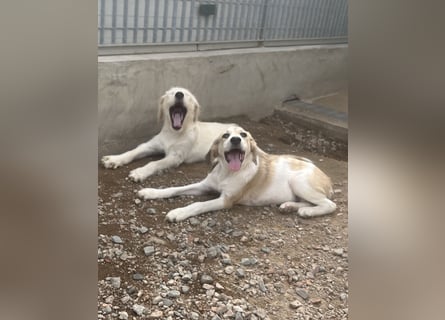 Nicolino: Mini-Retriever verzaubert mit seinem Wesen