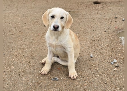 Cianbella: Schlappohren zum Liebhaben