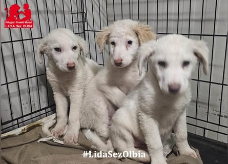 Biba: so klein und so allein