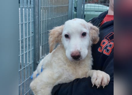 Bubo: so klein und so allein