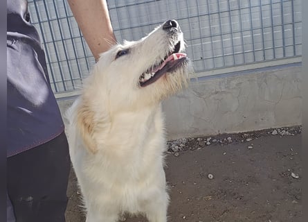 Nicolino: Mini-Retriever verzaubert mit guter Laune