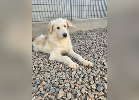 Nicolino: Mini-Retriever verzaubert mit seinem Wesen