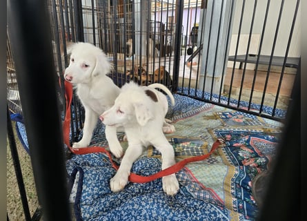 Monia und Mara: zwei Engel mit Plüschohren