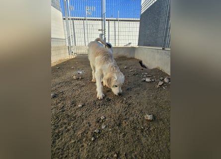 Nicolino: Mini-Retriever verzaubert mit guter Laune